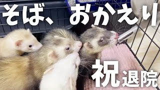 【W吉報】フェレットが無事退院！オリコンニュースに特集されました【Vlog】