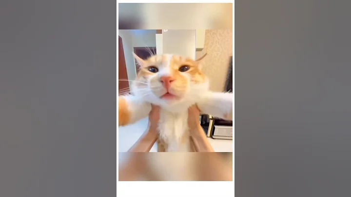 Watch the video about The Healing Sound of Cats | Funny Hairless Cats & Life With Two Cats