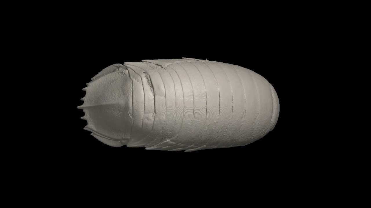 3D-CT深海生物 - オオグソクムシ