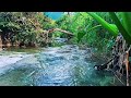 Stress-Free Morning with River Sounds and Gentle Birds