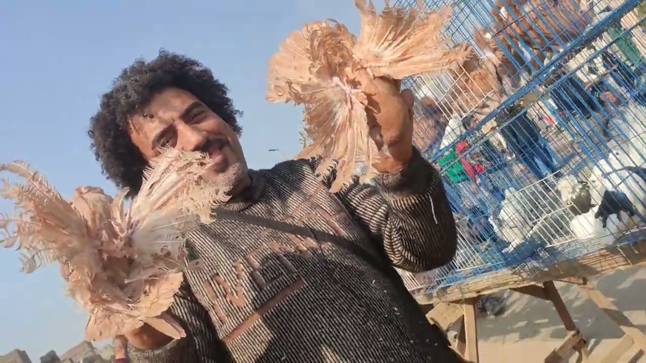 لايف من سوق السيدة عائشة وحمامي بفضل الله التواصل 01014178127