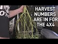 Harvest  dry weight of the spiderfarmer 4x4 tent  se7000