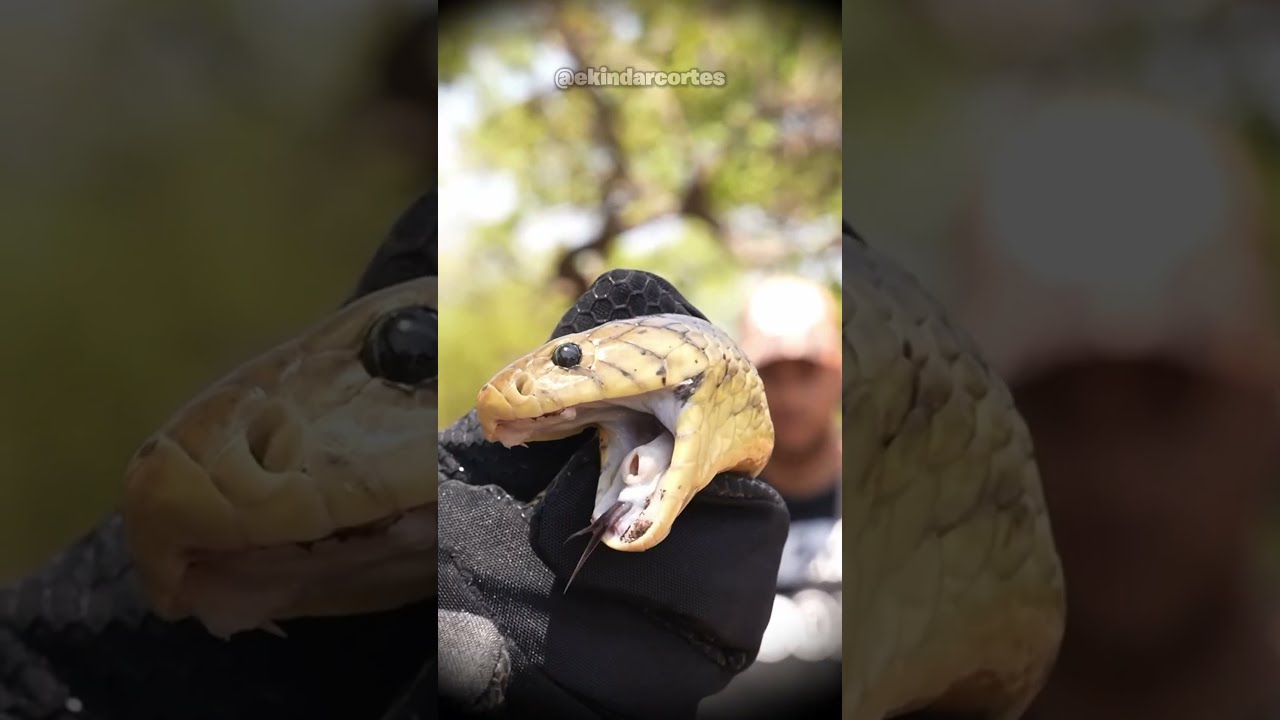 COBRA VENENOSA MORDE DEDO DO JULIO BALESTRIN! CONFIRA!