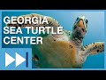 Saving the worlds sea turtles georgia sea turtle center  fast forward