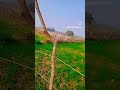 🌄🌄🌳🌳🌳🌱🌱🌎🌎