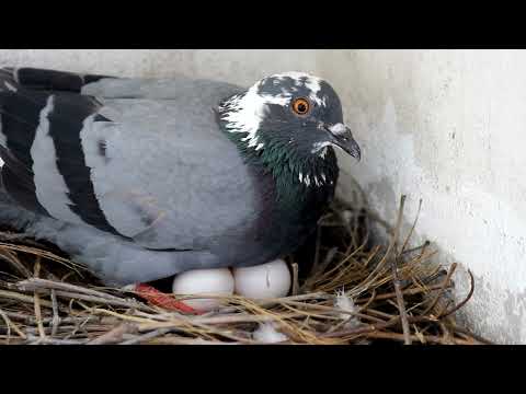 Video Canhaview! Chim bồ câu loài chim biểu tượng của tình... - youtube