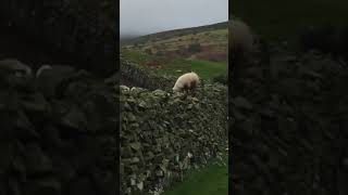 Ninja Jumping Sheep #Youtubeshorts #Sheep #Ninja