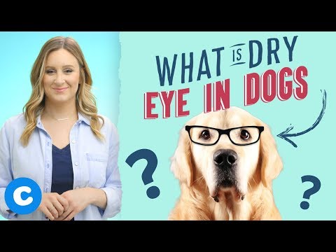 Video: Dog Dry Eye - Behandling Af Tørre øjne Hos Hunde