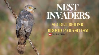 True Facts: Parasitic Birds