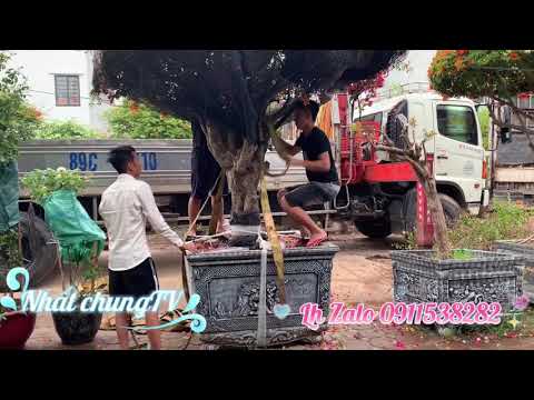 Xếp hoa giấy thái khủng cho khách/ nhất chung/0911538282