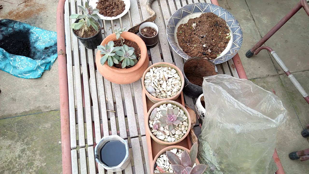 Succulent Plantation