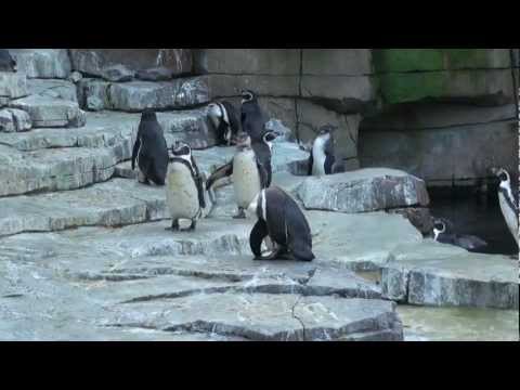 hagenbeck-eismeer-hamburg-februar-2013-hd