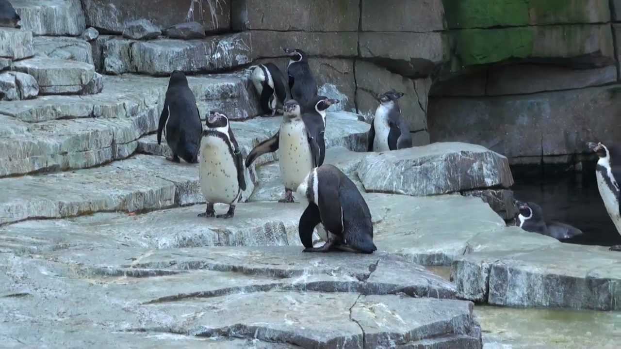 Hagenbeck Eismeer Hamburg Februar 2013 HD