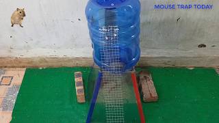 Mouse Trap In The Kitchen - Mousetrap With Pitchers - Mousetrap 2019