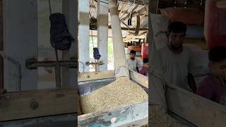 Machine-Powered Rice Threshing Process | Fast & Efficient Paddy Harvesting Technology #villagelife