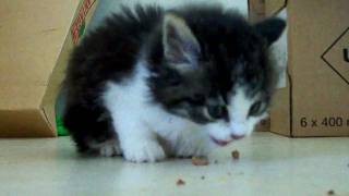 Mean kitty - Breakfast