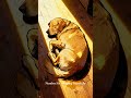10 Signs Your Dog Is Happy (Most Owners Miss This)#dog #puppy #pets #viral #dogtraining#fyp #shorts