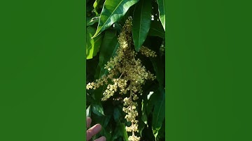 Xoài cát Hòa Lộc #0986289491 #gocculao