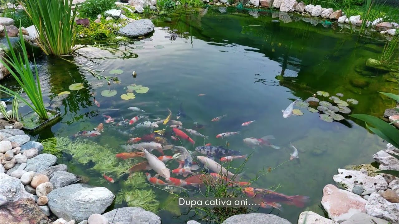 Constructie Iaz ornamental cu crapi Koi & Filtru / DIY Koi Pond Construction & Filter