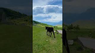 Dagestan. Туры на любой вкус) +79996002884 #russia #travel #дагестан ##shorts #shortvideo #bull