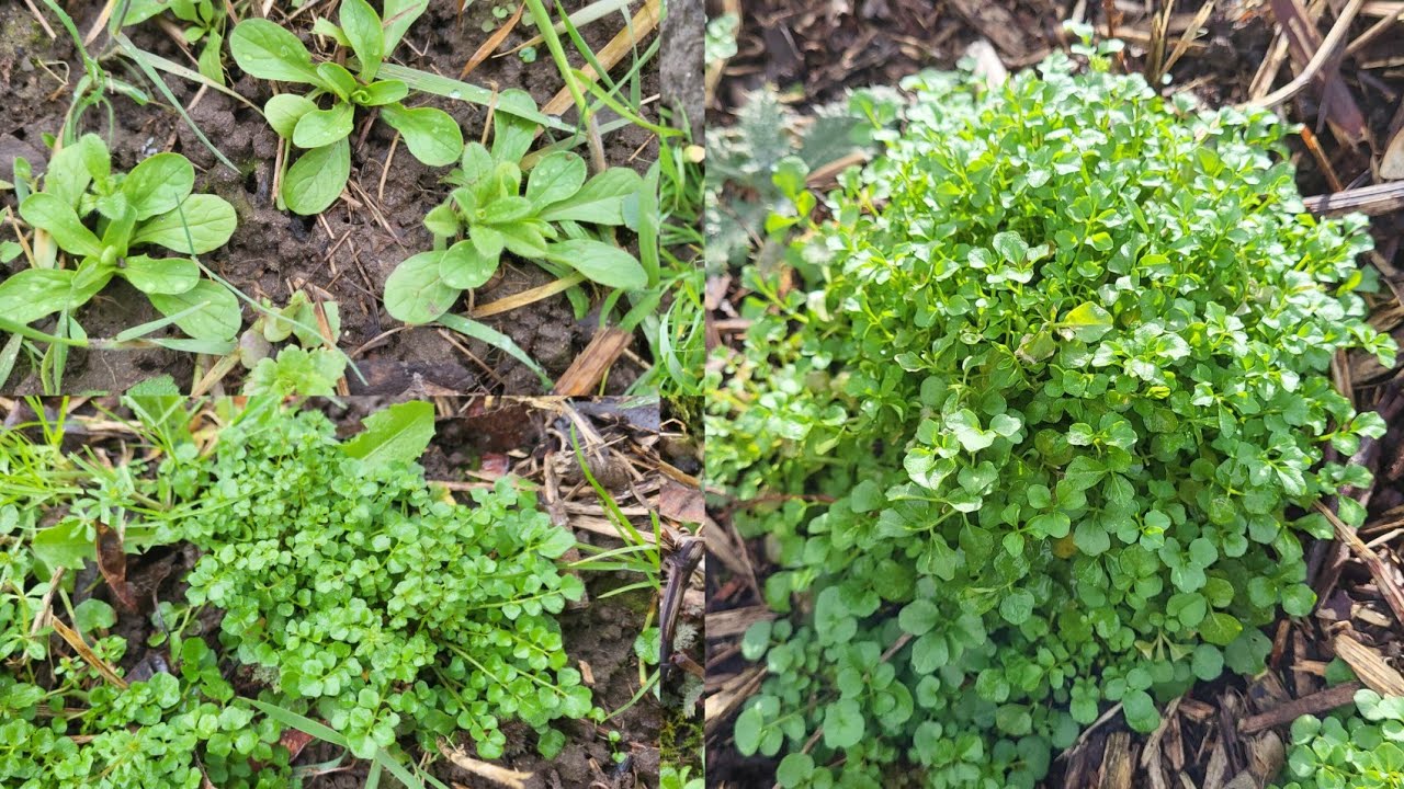 เก็บผักรวมผักป่าต่างแดนงามๆอ่อนๆทั้งนั้นพร้อมเสิร์ฟ