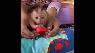 Mom Teach Tiny Baby Monkey LUNA Learn To Suck Head Bottle Milk