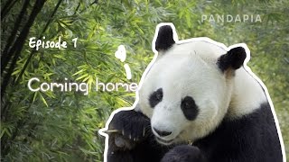 Aibangs Mating Season. Episode 1 Coming Home