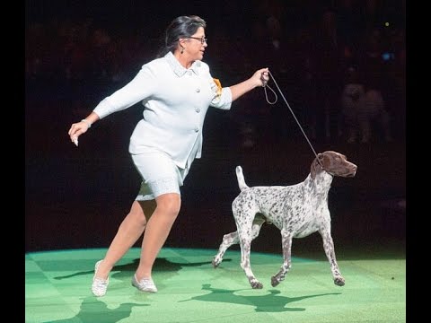 cj the german shorthaired pointer