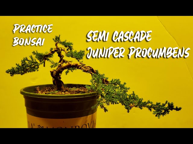 Practice Bonsai - Semi Cascade Juniper Procumbens - YouTube