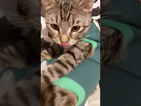 Video: Kako Se Mačka Obnaša Po Sterilizaciji?