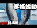 【2025年コマセマグロ本格始動】40号ハリスで常識を変える！