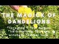 DANDELION MAGICK #SHORTS | FORAGING * WITCHCRAFT * HERBCRAFTING * GREEN WITCH | EMILY&#39;S TAROT MAGICK