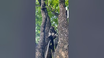 monkey skill to climb tree #shorts #viral #monkey #animals #subscribe #monkeyclimber