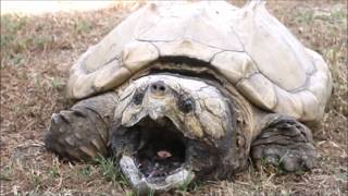 A Big Beastly Alligator Snapping Turtle