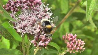 Eristalis intricarius female on Hemp Agrimony