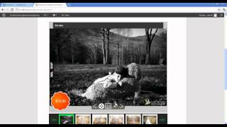 Celebrity WordPress DreamWork Gallery Installation Net Worth