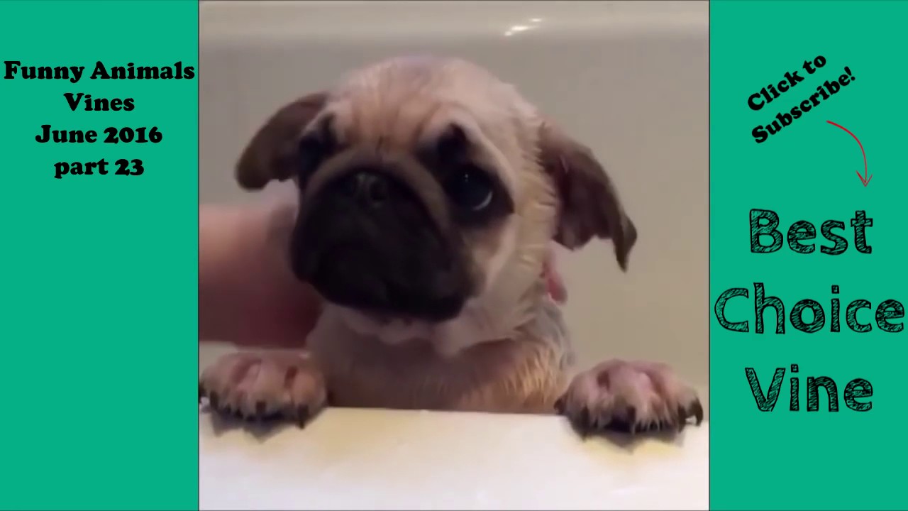 Funny Animals Vines June 2016 part 23   BestChoiceVine