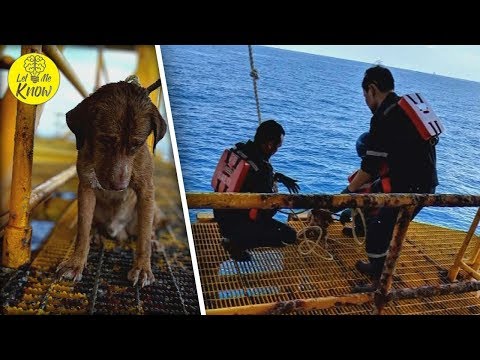 Video: Amazing Dog Swimming 135 Mil dari Land Diselamatkan oleh Oil Rig Workers