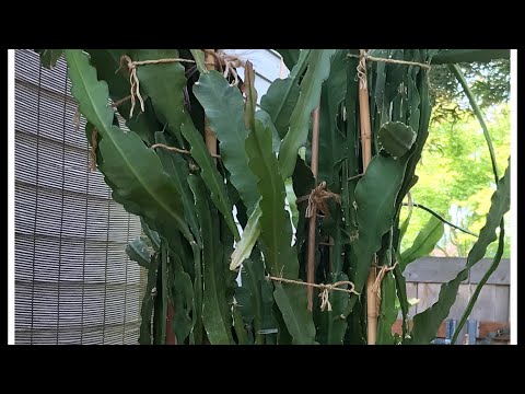 Overgrown And Overcrowded Epiphyllum - Needed To Trim