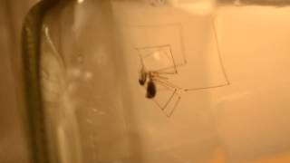 Cellar Spider Catching Prey