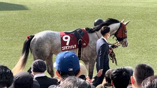 2024.3.17中山競馬場、🌸スプリングステークス🌸パドック〜皆んな集合！ゴールドシップ産駒コスモブッドレアお尻に赤いポンポン可愛いすぎる。