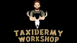Migratory bird Log Tutorial - Taxidermy Workshop screenshot 4