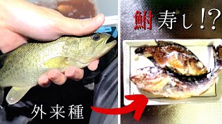 フナの代わりにブラックバスで滋賀名物「鮒寿し」作ったら味がヤバすぎた【琵琶湖ガサガサ探検記112】