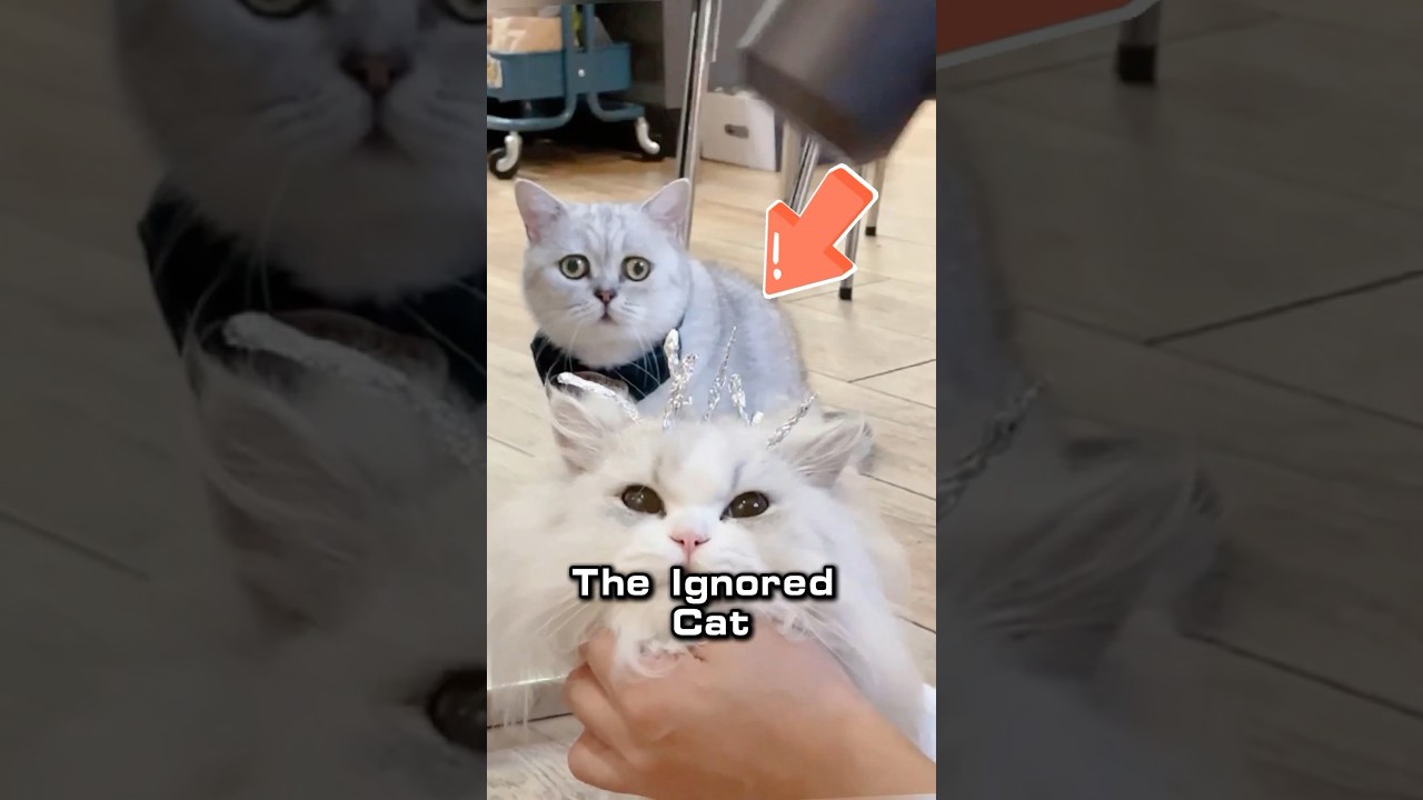 Игнорируемому коту нужно больше любви