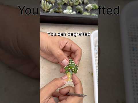 Cactus Degrafted Or Shortgraft Cactus Succulent Cactuscare Graftingcactus Pereskiopsis Piano 