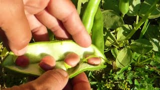 Elfeledett Növényünk-Lóbab Termesztése