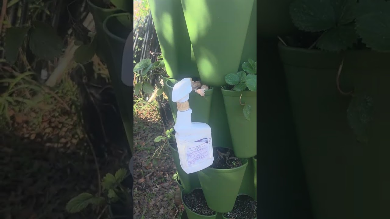 Houston winter garden record