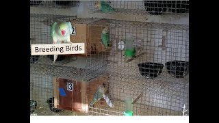 lovebirds Breeding Room