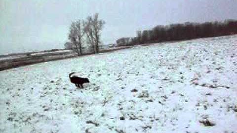 Traffic cop with Chief