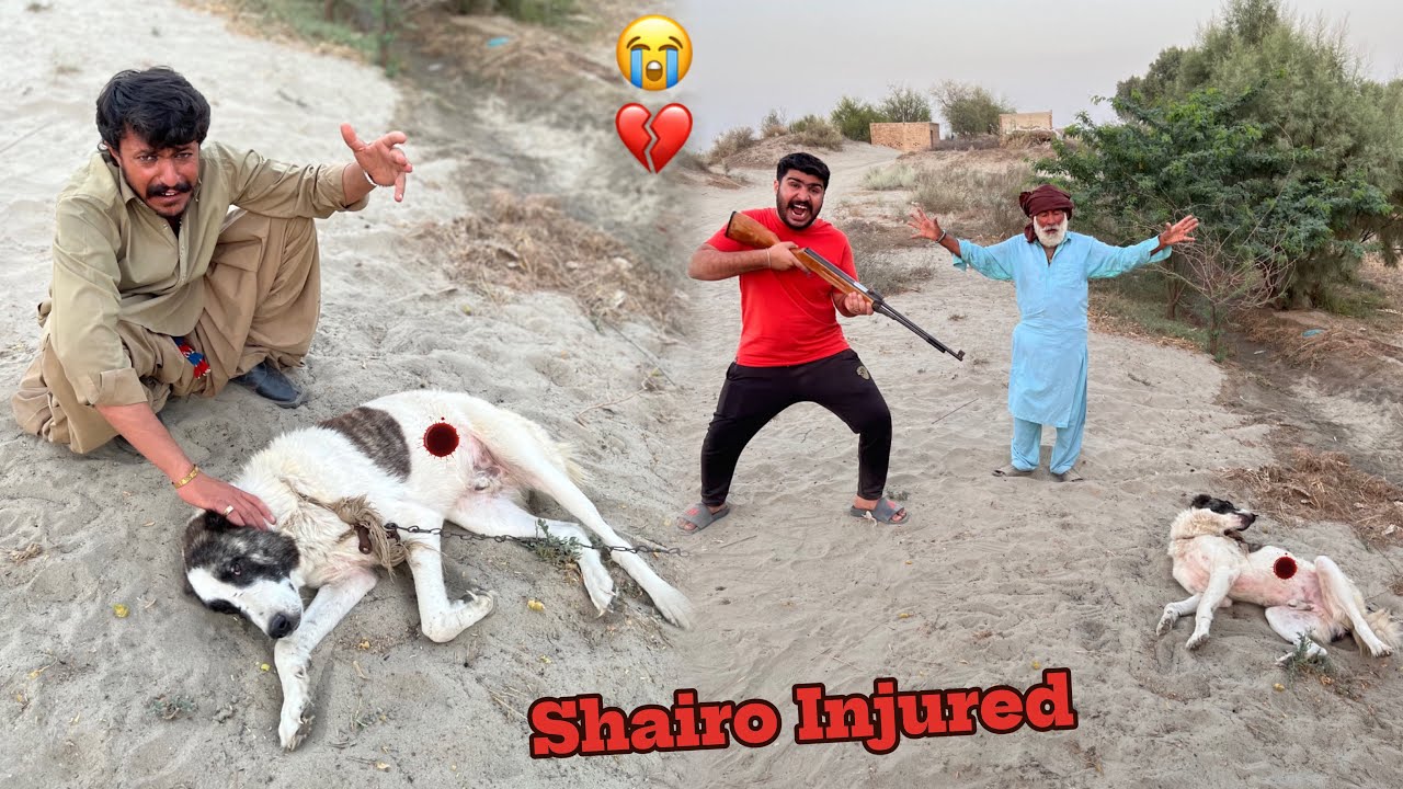 Haider Munafik Haar Bardasht Na Kar Saka 😡 | Shairo Se Le Liya Badla 💔